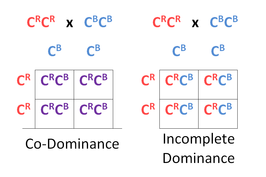 Determining Genotypes And Phenotypes Using Punnett Squares Free 