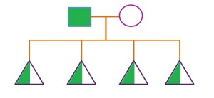 Homozygous Dominant + Homozygous Recessive