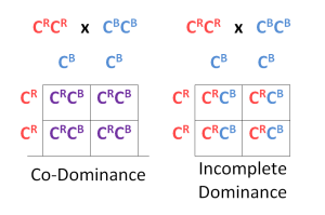 dominancepunnettsquare