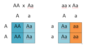 monohybridcross2