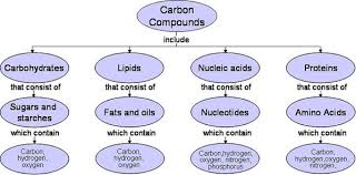 Biology And Chemistry Review Of Carbon Compounds Free Homework Help