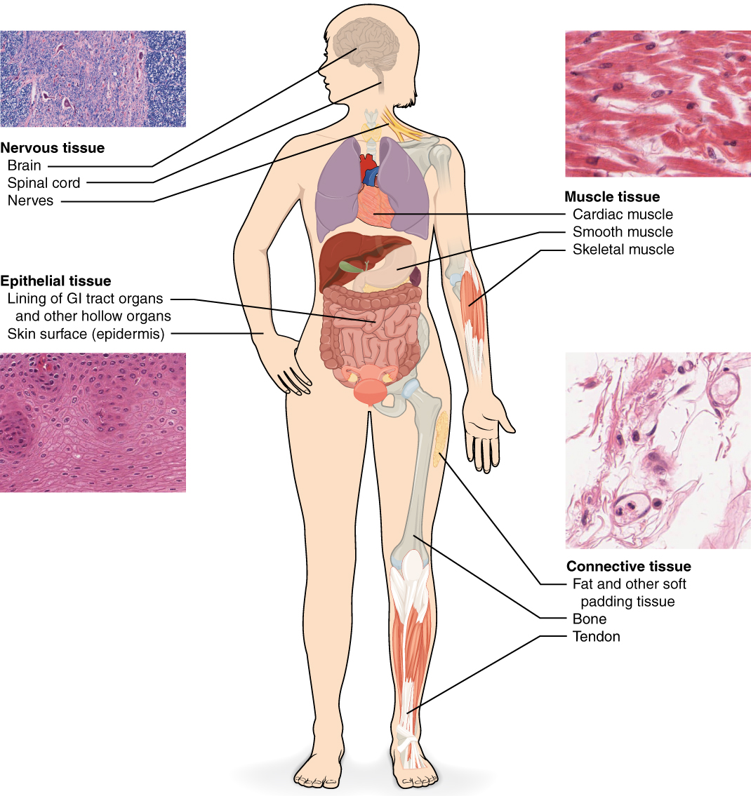 A Basic Overview Of The 4 Types Of Human Tissue Free Homework Help