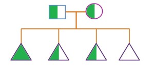 Heterozygous Dominant + Heterozygous Dominant