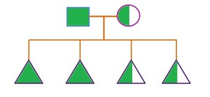 Homozygous Dominant + Heterozygous Dominant