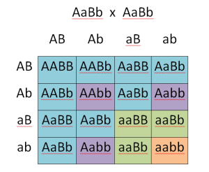 dihybrid_cross