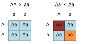 monohybridcross